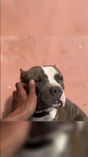 Nishu भाई अपने कुत्ता Mano को बिस्तर पर सुलाया 🤯🙏 #nishudaswal #tochanking #facts #mano