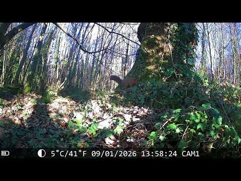 THE IRISH RED SQUIRREL [4K] (FULL SCREEN) #redsquirrels #irelandwildlife