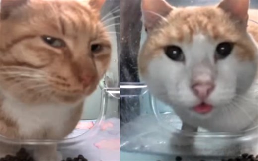 【星铁手书】开拓者变成小孩子了？！-hfjfjdk-搞笑-哔哩哔哩视频