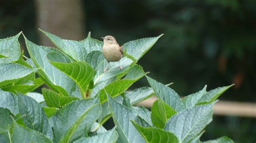 63K views · 1.7K reactions | Troglodyte mignon devant ma fenêtre. Bretagne, Finistère nord, le 27/10/2025. | Michel Gautard | Facebook