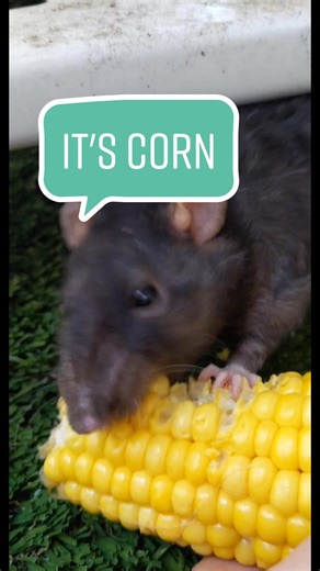 Exploring the World of Pet Rats and Ohio Corn