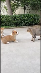 1.1M views · 5.1K reactions | Puppy vs. Cat Gang Showdown Puppy vs. Cat Gang Showdown Generated using Kling AI . . . (For entertainment purposes only. Consult professionals if guidance on activities is presented. No brand affiliation is implied if any are shown. If inspired by true events, creative adaptations may be included. Content may include public footage.) | Fabiosa Australia | Facebook