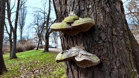 clip-4034547569-large-bracket-fungi-growing-on-old-tree