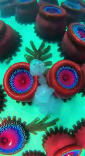 Waterslide into pool full of giant fish #funny #memes