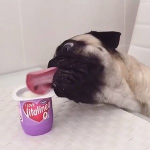 Eating ice cream like a pug. 😝 | Pug Home