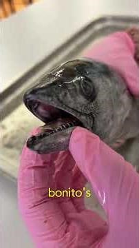 Fish dissection 🐠🔬