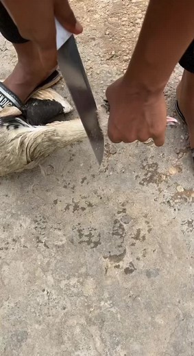 Cooking Delicious Poultry: Step-by-Step Preparation Guide