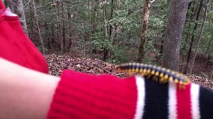 4.5K views · 82 reactions | We’ve only seen these bugs a couple times in our travels and they’re so cool. Kind of like a pill bug but longer and prettier. | Ted Yoder | Facebook