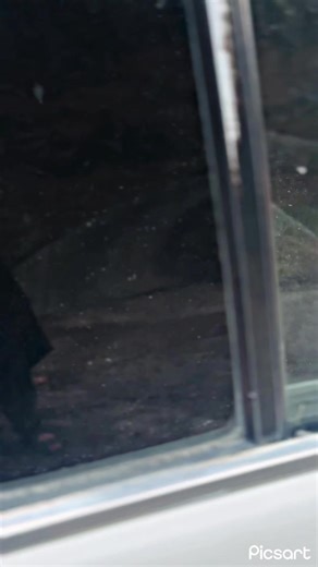 Antique Doll Collection Showcase