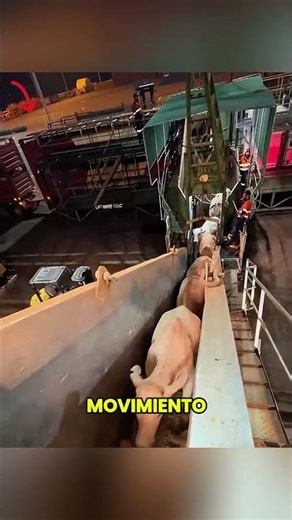 The ship that functions as a giant floating farm