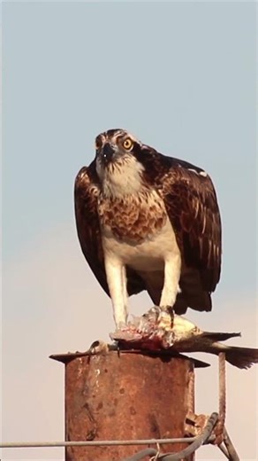 Osprey bird sounds #shortsfeed #shorts #ytshorts #sound