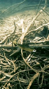 27K views · 168 reactions | Do you like to throw a PADDLE-TAIL swimbait?? 﫵 Featured: Z-Man Fishing Products Finesse EyeZ w/ DieZel MinnowZ | Wired2Fish | Facebook