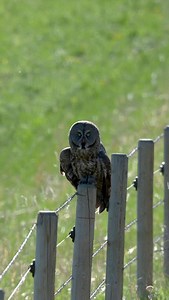 Great Grey Owl hunting pole to pole. | Ken Anderson Photography