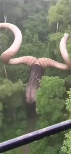 The ghost #dance #profesionaldancer #ghostdance #dancer #dancerlife #dancechallenge #danceartistry