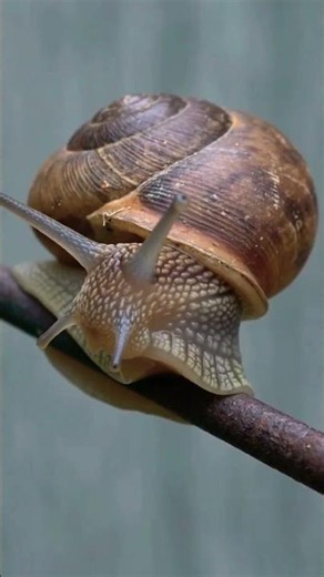 fun facts about the land snail 🐌 #fypシ #naturefacts