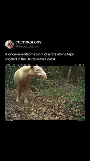 𝐂𝐔𝐋𝐓𝐔𝐑𝐎𝐋𝐎𝐆𝐘 on Instagram: "A rare albino Baird’s tapir caught on camera deep in the Belize Maya Forestan; an extraordinary sight in one of Central America’s richest ecosystems. Tapirs play a vital role as “gardeners of the forest,” dispersing seeds and helping the rainforest thrive. Albinism in tapirs is extremely rare and results from a genetic trait that both parents must carry, making each sighting a testament to the forest’s hidden wonders and genetic diversity."