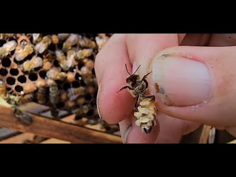 ☯️ HOW HONEY BEES MAKE WAX AMAZING !#honeybees