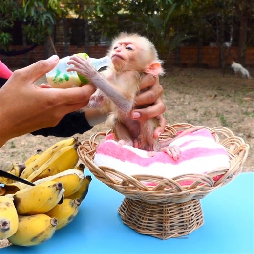 16K views · 624 reactions | Pity Poor Baby Monkey Very Sad . . . #reel #cute #animals #lovely #newbornbabymonkey #monkey | Cute Baby Monkey | Facebook