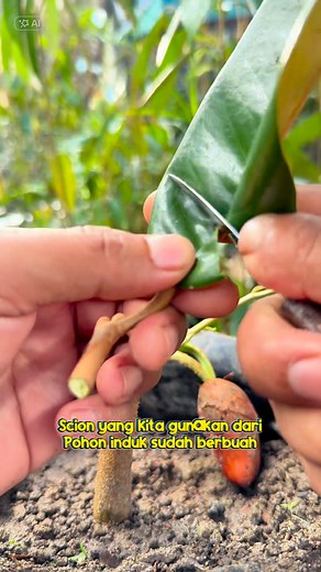1.3M views · 6.2K reactions | Best Grafting Technique for beginners | Borneo Forester | Facebook