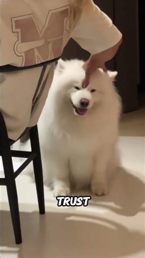 Why Your Dog Instantly Calms Down When You Touch Their Head — The Real Reason