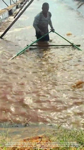 Harvesting commercially raised shrimp
