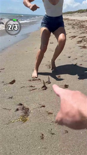 TOP 3. Be Careful Walking on the Beach! Part 256