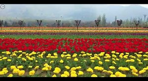 30K views · 586 shares | While we observe lockdown, take a visual journey of stunning Tulip Garden from your homes... :: Video by Tufail Shah / Outdoorshotz | Jammu & Kashmir Tourism | Facebook