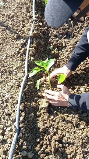 🌶️ Πώς φυτεύω προσωπικά τις πιπεριές μου | #πιπεριά #κήπος #κηπουρική