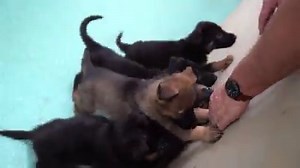 22K views · 231 reactions | NEW SERIES ALERT Over the next eight weeks our new series, Dogs with Jobs, will explore the roles that working dogs have in our society and the impact they have on our lives!  Each week we will be delving into the work that these very good boys and girls do with both an article and a short film!  Launching Monday 1st July! | Metro | Facebook