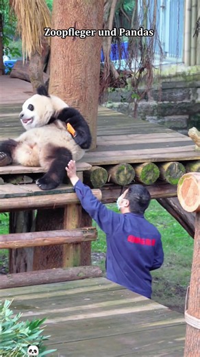 Zoopfleger und Pandas #panda #zoo #Tier #Niedlich #lustig