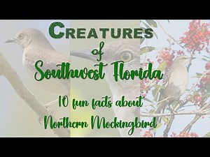 🎶 Nature’s Master Mimic – 10 Amazing Northern Mockingbird Facts 🎶