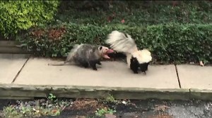 Wild Animal Fight Caught on Camera