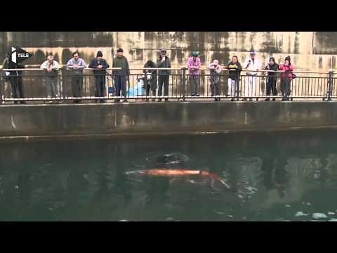 Un calamar géant suscite l'émerveillement au Japon