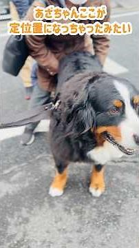 Bernese Mountain Dog rolling around while being loved on a walk 🐾