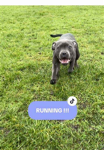 Ruby’s first proper run off the lead 🏃 💨 🦭 🦈 #staffy #puppy #dogtok #staffytok #dogwalk