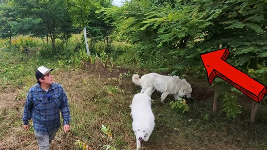 Harvesting chestnuts after eight years of patient farm work