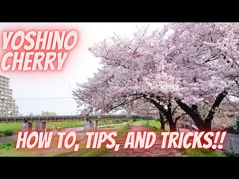 How to Care for Yoshino Cherry | How to, tips, and tricks for fertilizing, pruning, etc.