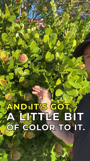 Scooter’s Lawn Care, Inc. - Cape Coral, Florida on Instagram: "Looking for a great privacy hedge that’s both beautiful and practical? Cocoplum vs. Clusia—both evergreen, both tall, and both excellent for privacy. ✔️ Cocoplum: softer foliage, easier to trim, stays narrow, adds subtle color ✔️ Clusia: thicker, wider, ultra-dense, and grows tall for maximum screening If you have a tighter space and want something easier to maintain, Cocoplum may be the better fit, while Clusia is perfect for bold, 