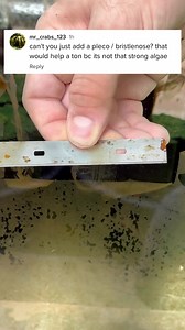 1.4M views · 9.4K reactions | Part 1: A pleco is a fish, more fish means more waste, and more waste means more work. Right now I only care about using all my tank space to grow as much goldfish as I can. If I were to buy plecos I’d either have to do more work or have less goldfish and I don’t like either of those options. #fish #goldfish #pleco #bioload | Luke’s Goldies | Facebook