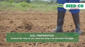 Unveiling the Secrets of Planting Salima Green Beans! Join us in this step-by-step farming journey as we guide you through the art of planting Salima Green Beans. From seed to harvest, we've got the tips and tricks to ensure a thriving crop in your own field. Watch, learn, and let's grow together! To buy and learn more about Salima Green Beans visit our online shop at https://www.seedcoonlineshop.com/zm/product/green-beans-salima-2/ #ItStartsWithTheRightSeed | SeedCo Vegetables