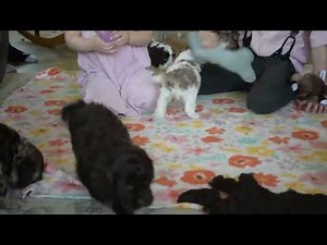 Cockapoo Puppies For Sale