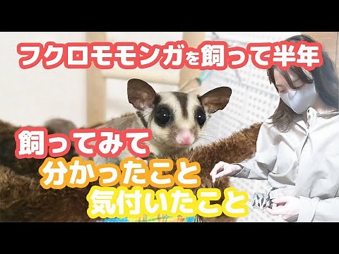 【フクロモモンガ】ふくももを飼いたい方へ！半年飼ってみて分かったこと【第１弾】