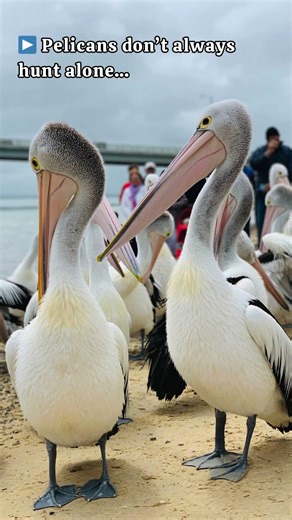 You HAVE to See This Pelican Feeding! #pelican #wildlife #birds #nature #animalfacts #travel
