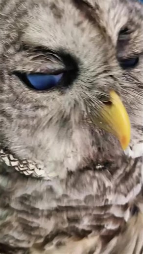 This Is Why Owls Are the Ultimate Night Predators 🦉🌙 | owl