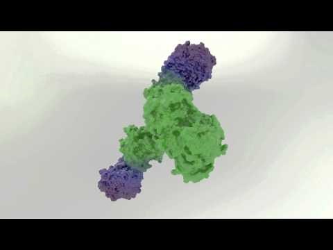 Bevacizumab (AVASTIN) Protein Molecule Structure in 3D. Rendered on a GPU