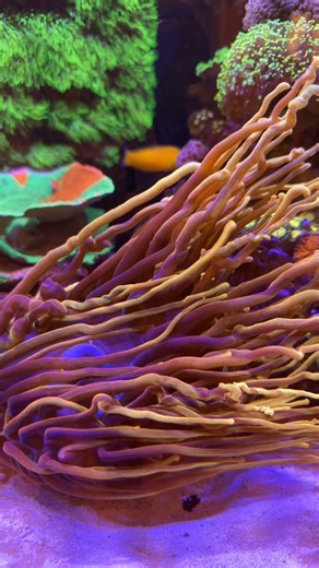 232 reactions · 3 comments | Red sea Reefer 625xxl g2 is a year old 殺...