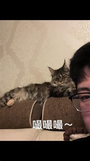 因为上桌子被我揍一顿， 趴在我后面也不理我， #缅因猫