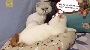 1M views · 377 shares | CGTN Digital's very own multimedia editor, July, recently shaved her beloved cat, Gin. Gin, who is a Chinchilla, has long and soft hair, so under the veterinarian’s advice, July shaved Gin to prevent the feline from getting a skin disease. Did Gin enjoy the process? How did July feel about it when she tried to play with her hairless friend? | CGTN | Facebook