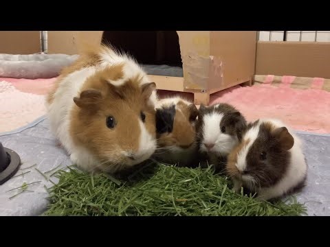 Cute Butter’s family