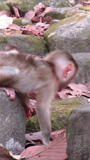 Wild Monkey Jungle Short